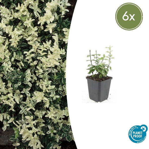 Sechs Stück Kriechspindel Euonymus fortunei Harlequin mit panaschierten Blättern im Topf, PlanetProof zertifiziert.