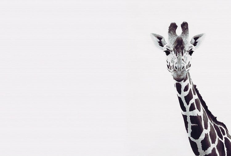 Wandbild mit Giraffenmotiv in Schwarz-Weiß.