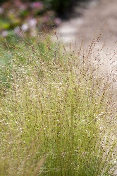 Ziergras im Garten