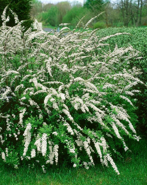 Blühender Brautstrauch im Garten.