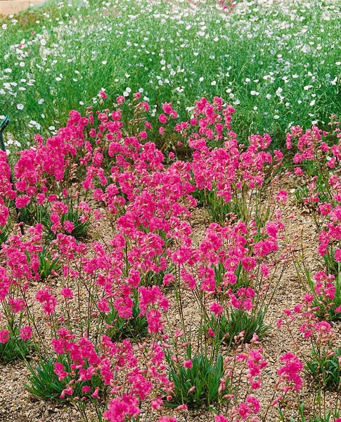 Lychnis alpina, Alpen-Leimkraut, rosa Blüten, ca. 9x9 cm Topf