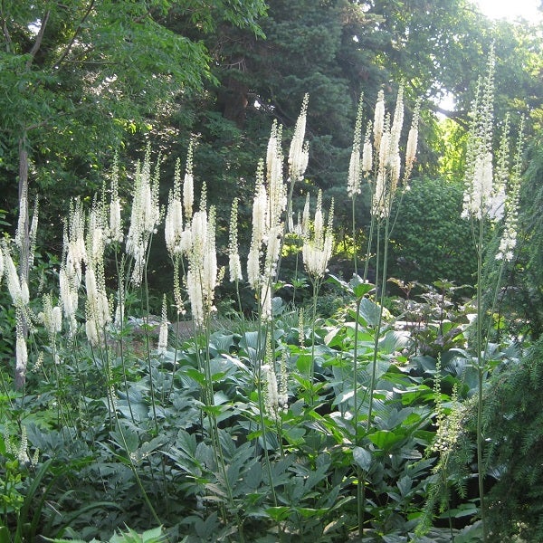 Pflanzen mit weißen Blütenständen im Garten