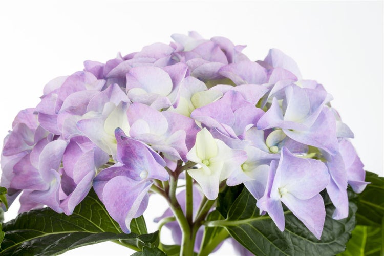 Nahaufnahme einer Hortensienblüte