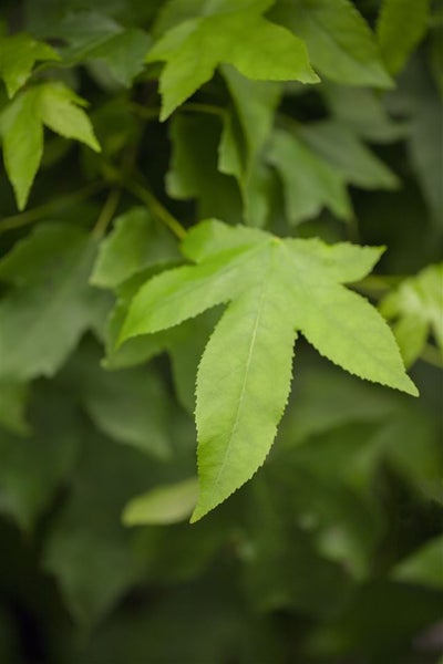 Nahaufnahme der Blätter eines Amberbaums Liquidambar styraciflua.