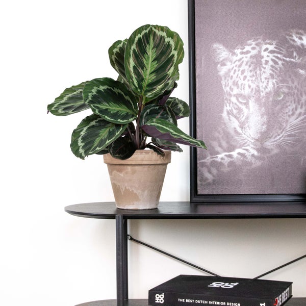 2x Calathea 'Medaillon' - Pfauenpflanze - Zimmerpflanze - Luftreinigend - ⌀14 cm - ↕40-45 cm