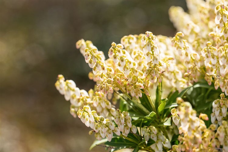 Pieris japonica 'Debutante', Japanische Lavendelheide, weiß, 20–25 cm