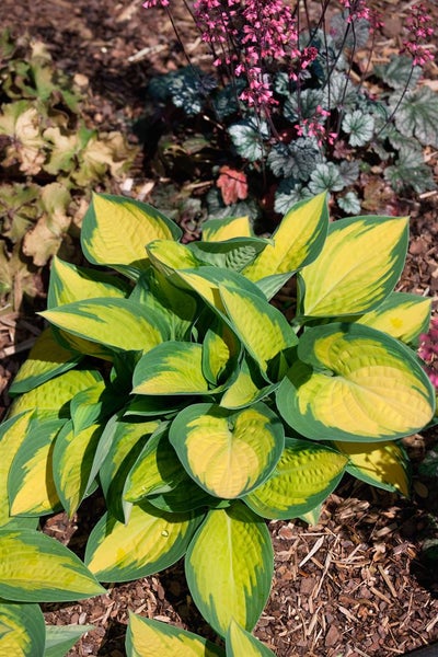 Hosta x fortunei 'Orange Marmalade', Funkie, grün-gelb, ca. 9x9 cm Topf