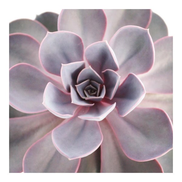 Echeveria Ziersukkulente im Topf
