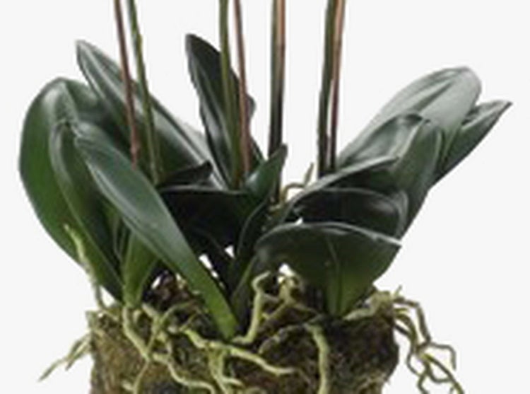 Künstliche Orchidee Phalaenopsis Pabla im Erdballen, weiß - gelb, 90cm - Deko Orchidee - Kunstorchidee