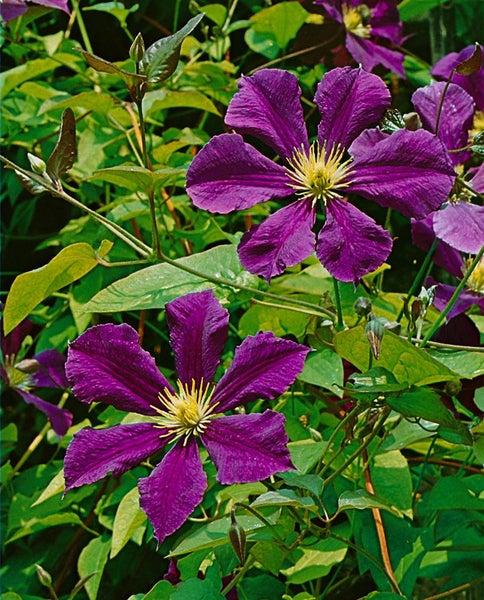 Clematis Hybride 'Gipsy Queen', Waldrebe, dunkelviolett, 60–100 cm