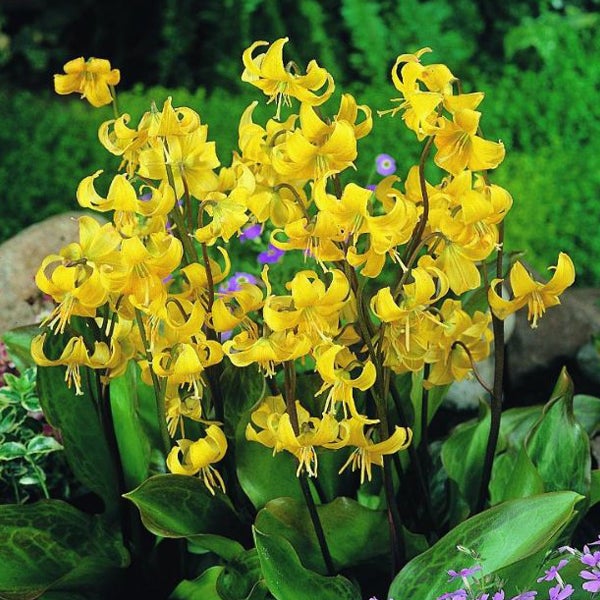 Gruppe von gelben Hundszahn-Blüten im Garten