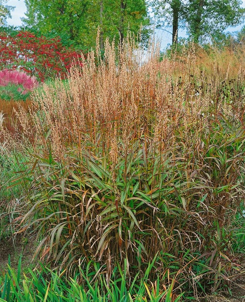 Ziergras im Gartenbeet