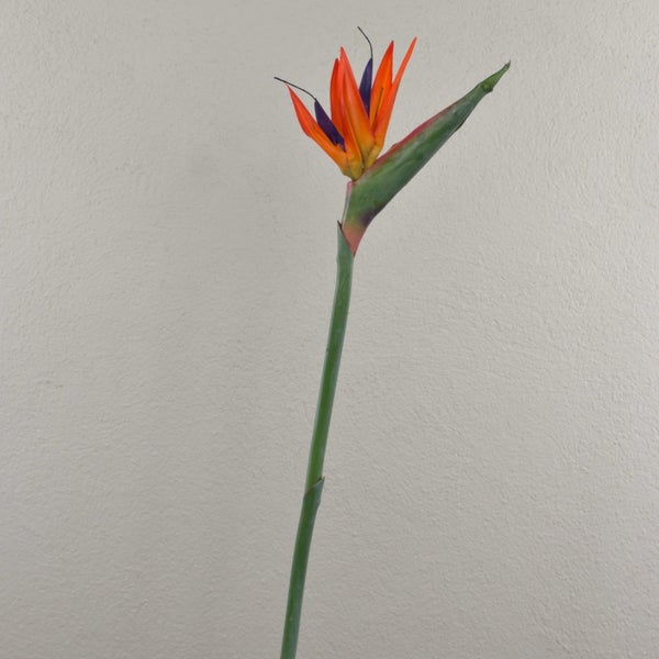Künstliche Strelitzie MELIORN, orange-violett, 85cm - Kunst Strelitzie
