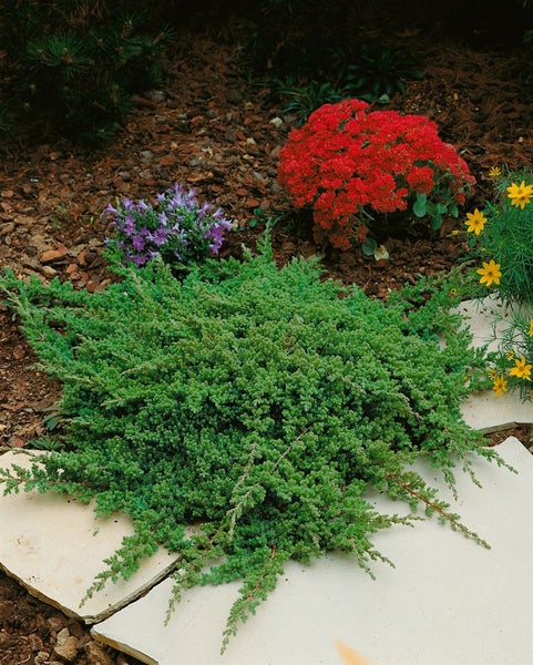 Bodendeckerpflanze im Garten mit Steinen und anderen Pflanzen