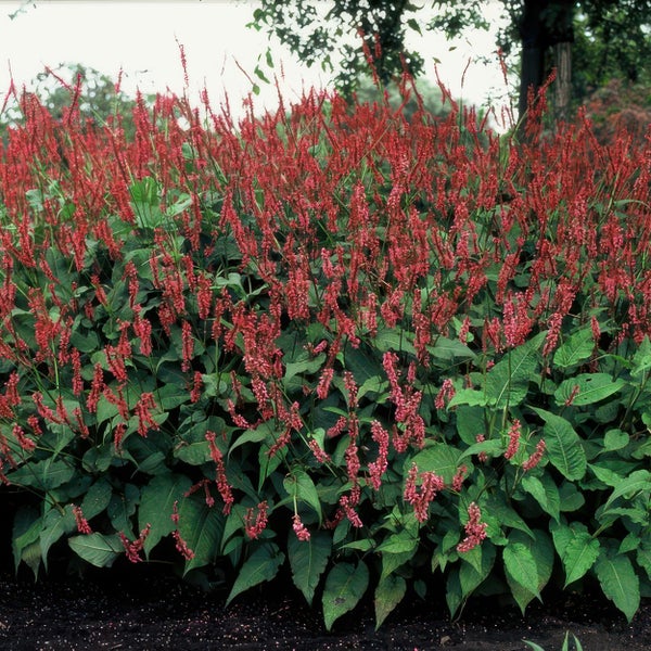 Kerzenknöterich Persicaria amplexicaulis mit roten Blütenähren und grünen Blättern im Garten.