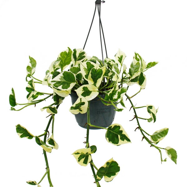 Epipremnum aureum N'Joy - Efeutute - kleinblättrig und weiss-bunt - 15cm Ampeltopf