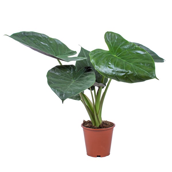 Alocasia 'Wentii' | Jeweils Elefantenohr - Zimmerpflanze im Kinderzimmertopf cm19 cm - ↕55-65 cm