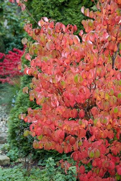 Cornus sanguinea, Roter Hartriegel, 60–100 cm