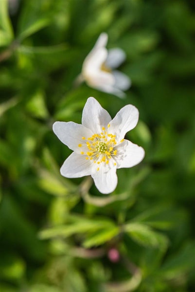 Anemone nemorosa, Buschwindröschen, weiß, ca. 9x9 cm Topf