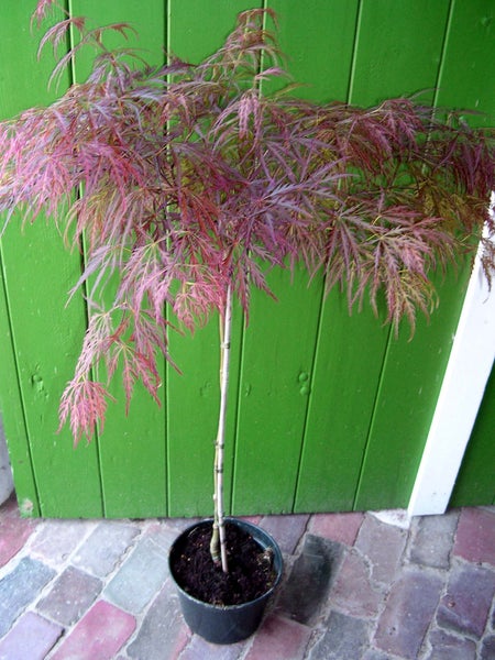 Acer palmatum 'Garnet'- Stämmchen,, Roter Schlitzahorn, Gesamthöhe: 120-130, Stammhöhe: 80 cm