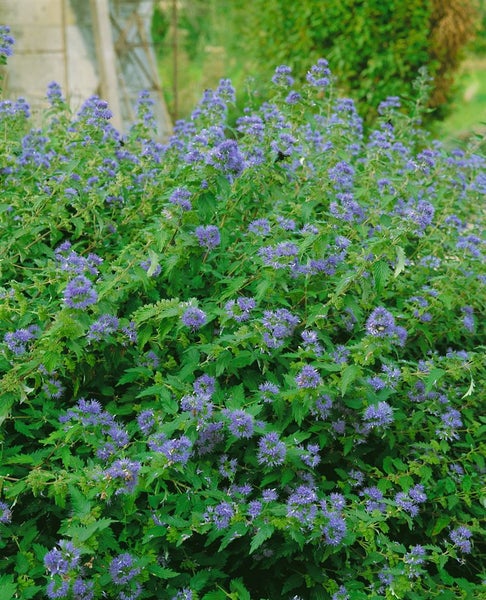 Caryopteris clandonensis 'Heavenly Blue', Bartblume, himmelblau, 30–40 cm