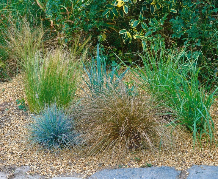 Carex comans 'Bronze Form', Ziergras, bronzefarben, ca. 9x9 cm Topf