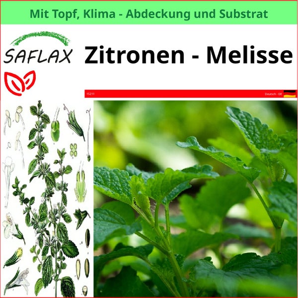 Saflax Zitronenmelisse im Topf mit Klima Abdeckung und Substrat.
