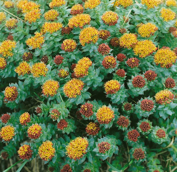 Rhodiola rosea, Rosenwurz, ca. 9x9 cm Topf, robust