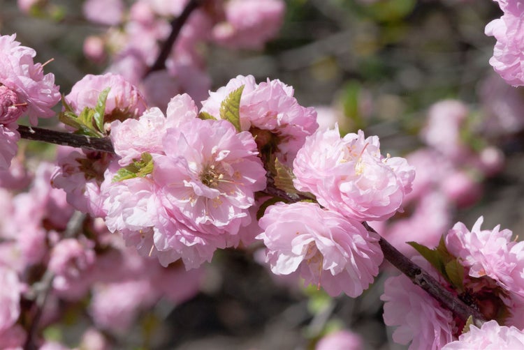 Prunus triloba 'CAC', Mandelbäumchen, rosa Blüten, 80 cm Stammhöhe