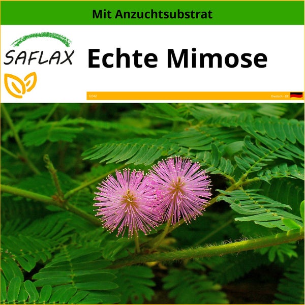 SAFLAX  - Echte Mimose - Mimosa pudica - 70 Samen - Mit keimfreiem Anzuchtsubstrat