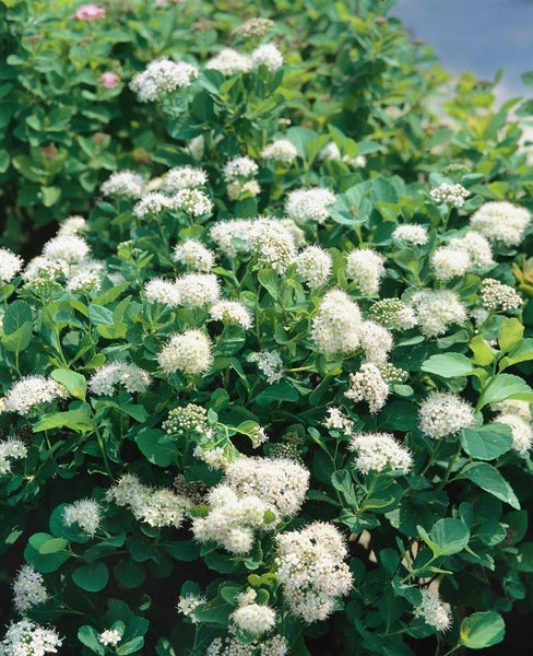 Spiraea betulifolia 'Tor', Birkenblättrige Spiere, weiß, 30–40 cm