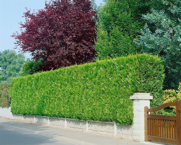 Grüne Hecke als Sichtschutz mit Gartenzaun