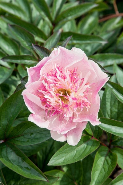 Paeonia 'Do Tell', Pfingstrose, rosa, 3-5 Liter Container