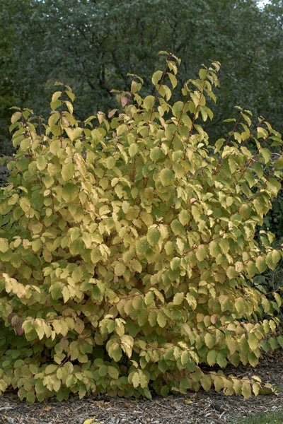 Cornus sanguinea 'Midwinter Fire', Hartriegel, leuchtend orange, 60–100 cm
