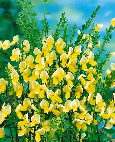 Cytisus scoparius 'Luna', Besenginster, leuchtend gelb, 40–60 cm