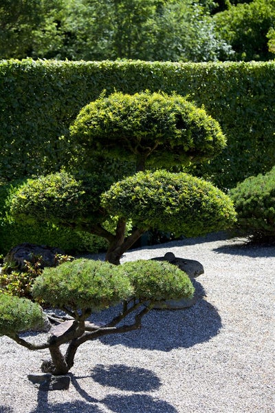 Taxus baccata, Europäische Eibe, immergrün, 80–100 cm