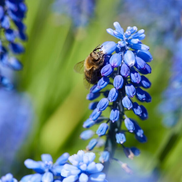 Bloomique - Mischung aus 50 - Muscari Armeniacum - Traubenhyazinthe - blaue Trauben - Blumenzwiebeln - Frühlingsblüte - mehrjährige Pflanzen - wird 10-15 cm groß