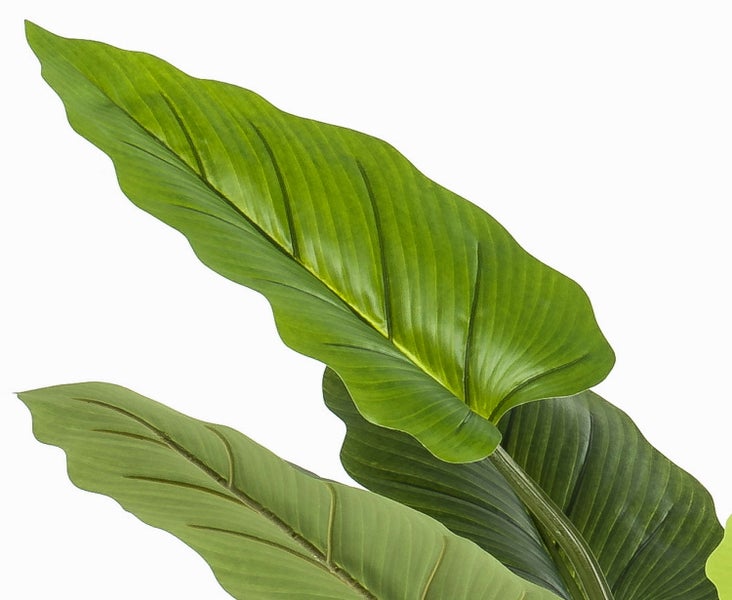 Nahaufnahme von großen grünen Blättern einer Pflanze mit deutlichen Blattadern und gewellten Rändern.