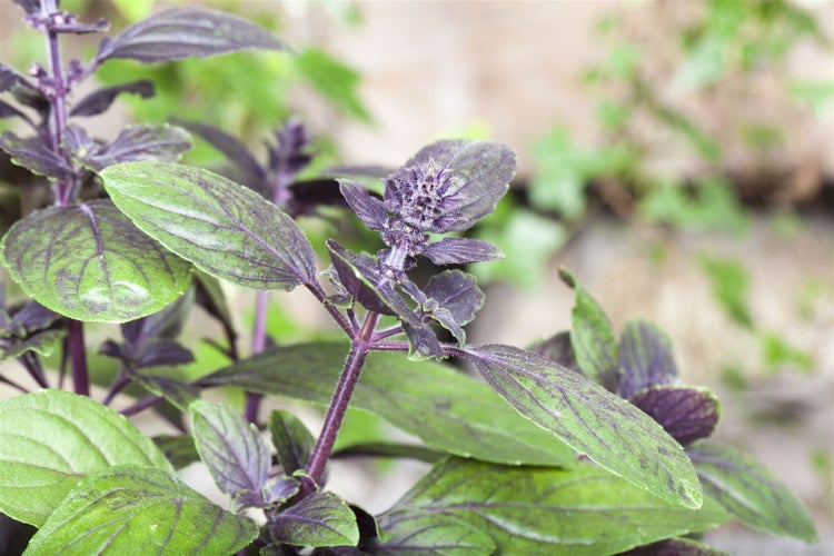 Nahaufnahme von Basilikumpflanze mit grünen und violetten Blättern.