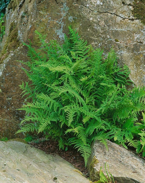 Grüner Frauenhaarfarn wächst an einer Steinmauer