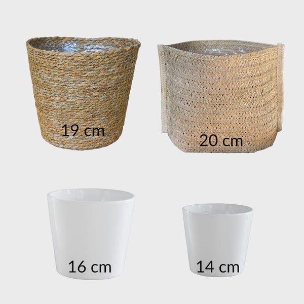 4er Zimmerpflanzen Set mit Übertöpfen – Bergpalme, Monstera, Philodendron Birkin, Glücksfeder – pflegeleicht, luftreinigend – Höhe 20–70 cm, Töpfe 10,5–17 cm