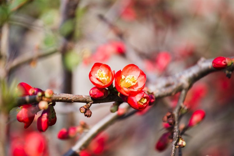 Chaenomeles 'Crimson and Gold', Zierquitte, rot-gelb, 40–60 cm