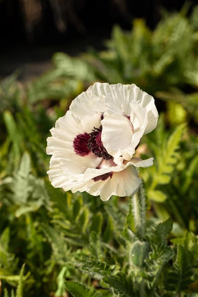 Papaver orientale 'Royal Wedding', Türkischer Mohn, weiß, ca. 11x11 cm Topf