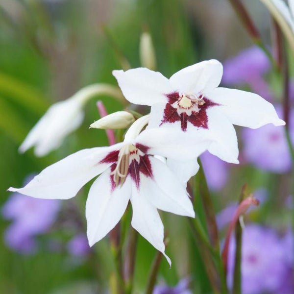 Nahaufnahme von Gladiolen mit weißen Blütenblättern und dunkelroter Mitte