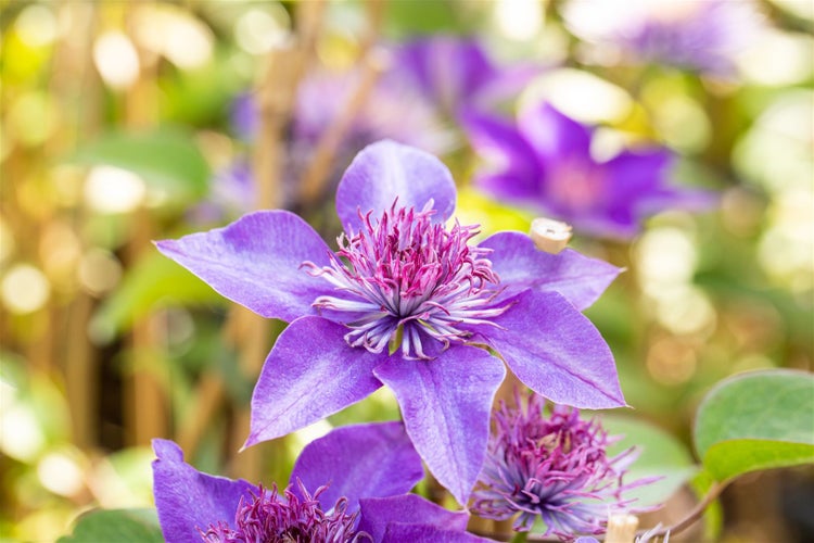 Clematis Hybride 'Multi Blue', Waldrebe, blau, 40–60 cm