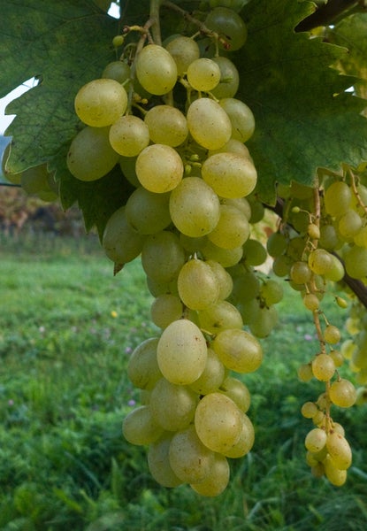 Rebe mit einer prallen Traube heller Tafeltrauben an einem Weinberg