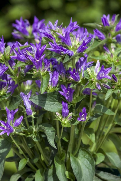 Campanula glomerata 'Acaulis', Glockenblume, violett, ca. 9x9 cm Topf