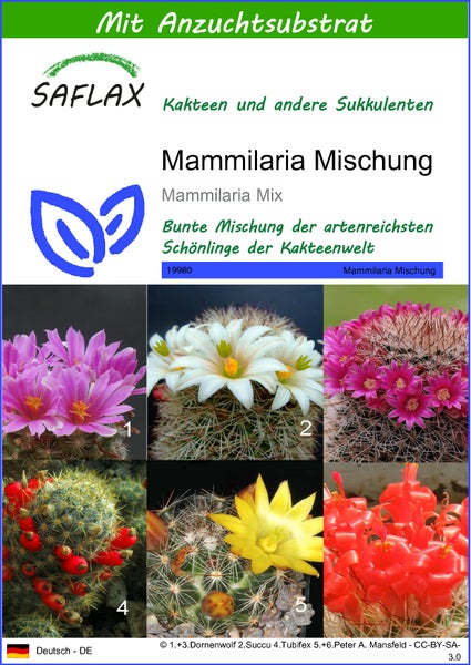 SAFLAX  - Mammilaria Mischung - Mammilaria Mix - 40 Samen - Mit keimfreiem Anzuchtsubstrat