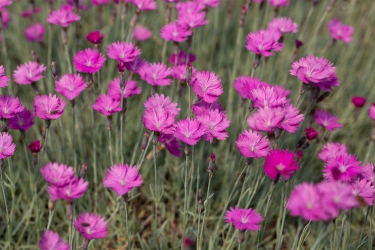 Dianthus gratianop. 'Feuerhexe', Nelke, leuchtend rosa, ca. 9x9 cm Topf