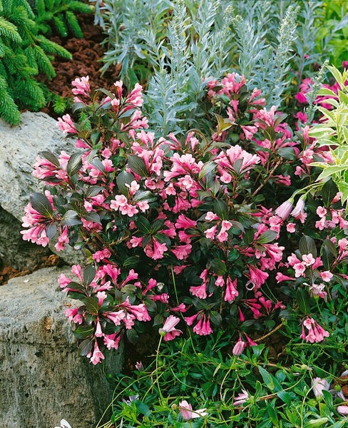Weigela florida 'Nana Purpurea', Weigelie, purpurrot, 40–60 cm